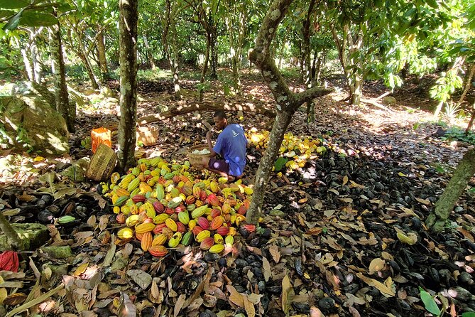 Full-Day Jungle Trek on Nosy Komba (Lemur Island) With the Black Lemur Sanctuary - Exploring the Black Lemur Sanctuary