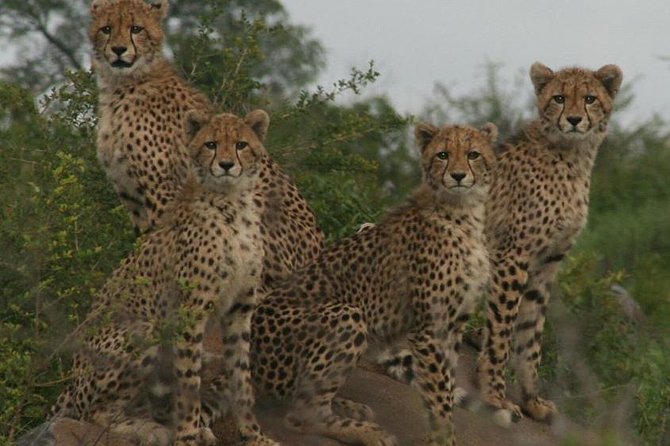 Full-Day Kruger National Park Safari - Customer Reviews and Ratings