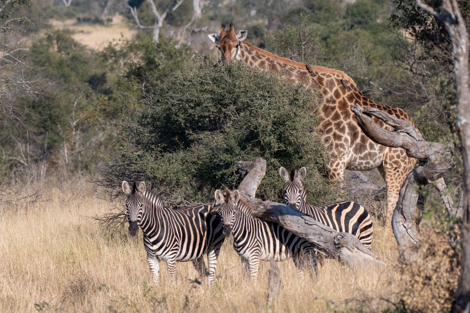 Full-Day Private Big 5 Safari in Kruger National Park - Afternoon Exploration