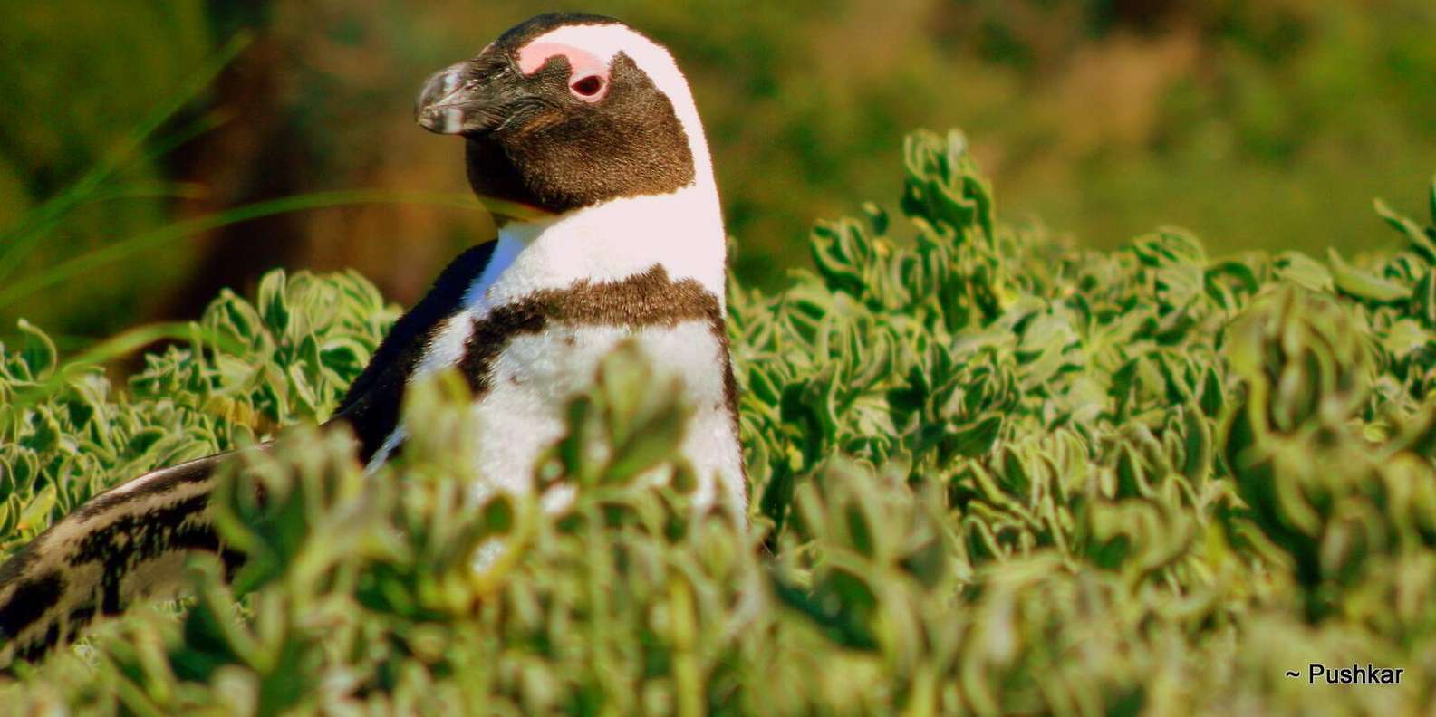 Full Day Private Cape Peninsula and Boulders Beach Tour - Relaxing at Muizenberg Beach