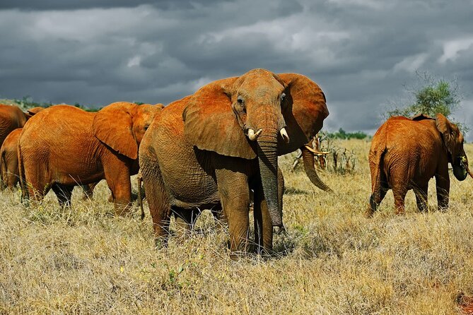 Full-Day Private Tour of Tsavo East National Park From Mombasa - Positive Customer Testimonials