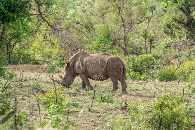 Full Day Safari Tour of Pilanesberg National Park, Open Jeep Experience - Booking Details