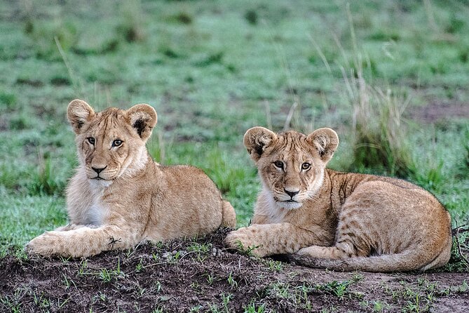 Full-Day Serengeti Tour From Mwanza - The Big Five Sightings