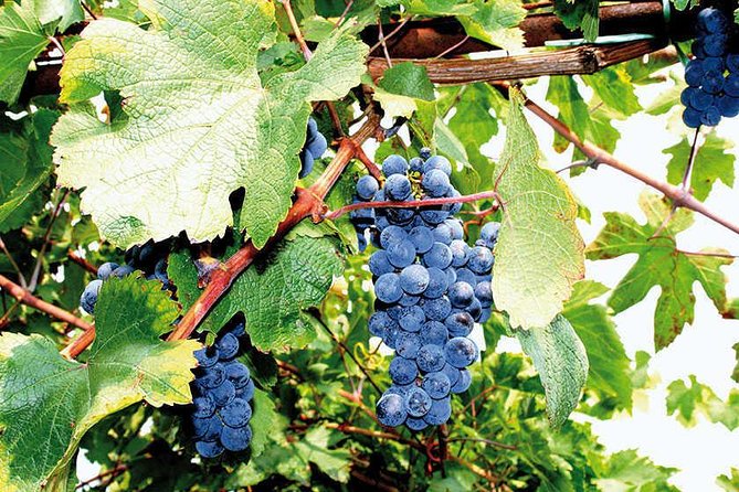 Full Day Small Group Pompeii Tour From Sorrento With Local Wine Tasting - Traveler Reviews and Feedback