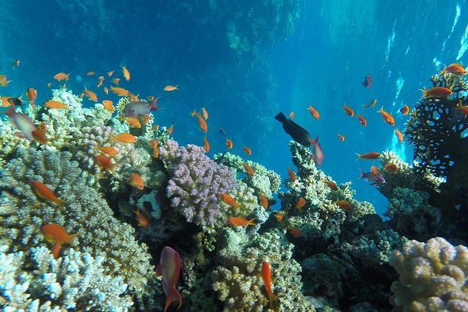 Full Day Snorkeling Trip to the Red Sea in Safaga From Luxor - Preparing for the Trip