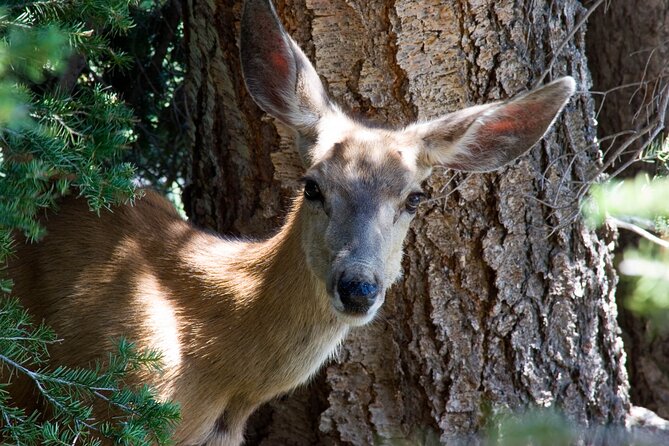 Full Day Yellowstone Natl Park Tour From West Yellowstone - Common Concerns