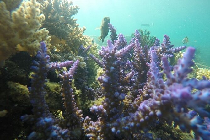 Gili Nanggu,Gili Kedis & Gili Sudak Hopping Island & Snorkeling Tour - Pricing and Booking Information