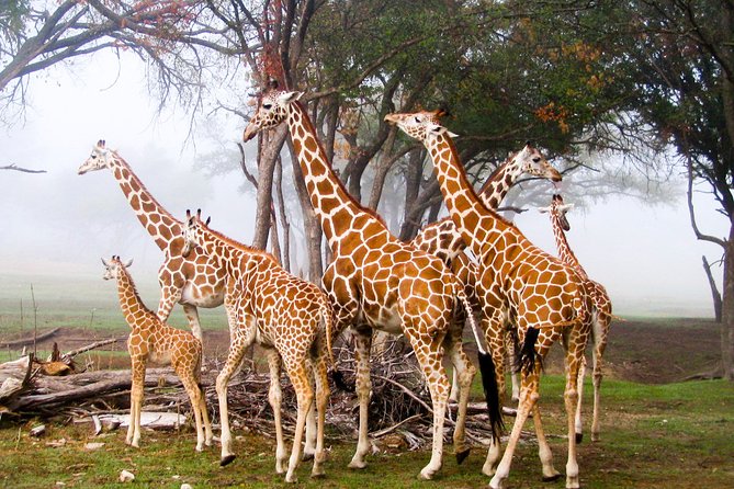 Giraffe Center and David Sheldrick Elephant Orphanage Day Tour From Nairobi - Logistics and Inclusions