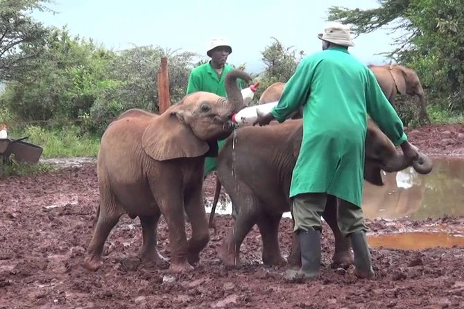 Giraffe Center, Elephant Orphanage and Beads Center - Exploring the Elephant Orphanage