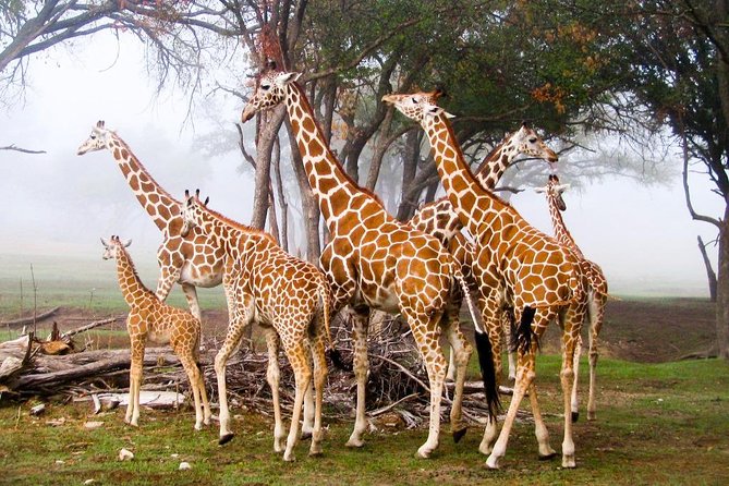 Giraffe Center & Elephant Orphanage Guided Day Tour - Tips for Your Visit