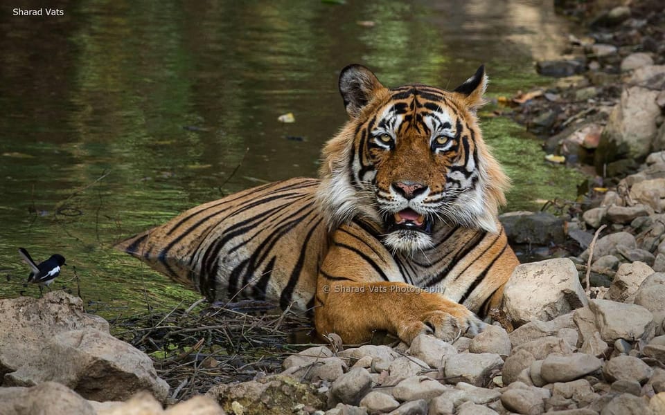 Golden Traingle With Tiger Safari - Visiting the Taj Mahal