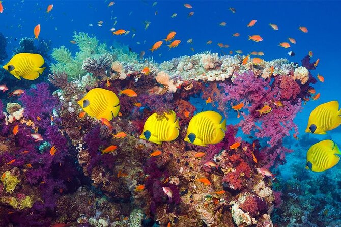 Grand Safari Including Snorkeling at the Blue Hole and a Camel Ride Along the Gulf of Aqaba - Inclusions and Pricing