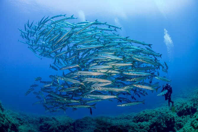 Guided Diving for Beginners Without Certification From Sorrento - Accessibility and Inclusivity