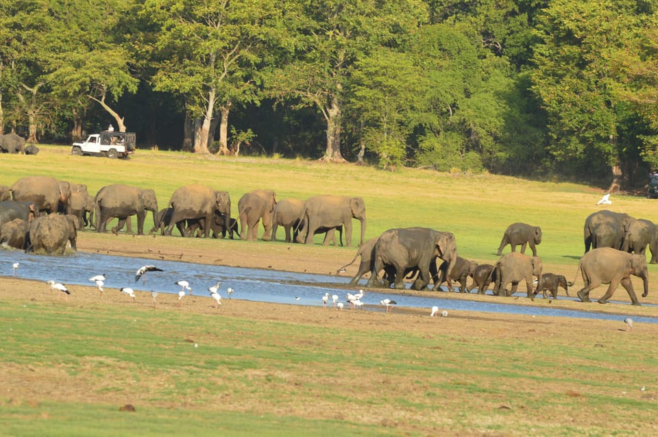 Guided Elephant Safari: Minneriya - Exploring Minneriya National Park