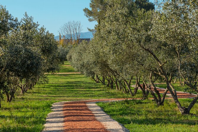 Guided Tour and Olive Oil Tasting in Mallorca - Organic Olive Oil Production Process