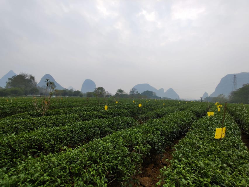 Guilin: Reed Flute Cave and Tea Plantation Private Tour - Pricing and Duration