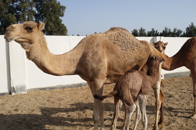 Half Day Desert Tour - Pricing and Booking Details