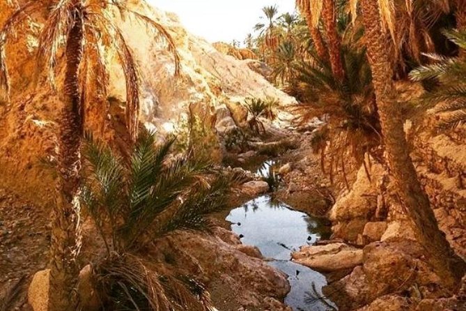 Half-Day Excursion the Mountain Oases From Tozeur - Customer Feedback and Experiences