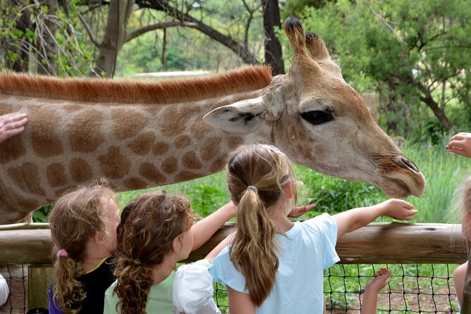 Half Day Lion Park Tour From Johannesburg or Pretoria - Tips for a Great Experience