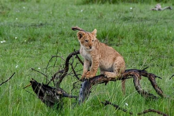 Half-Day Nairobi National Park Safari From Nairobi With Free Pickup - Reviews and Customer Feedback