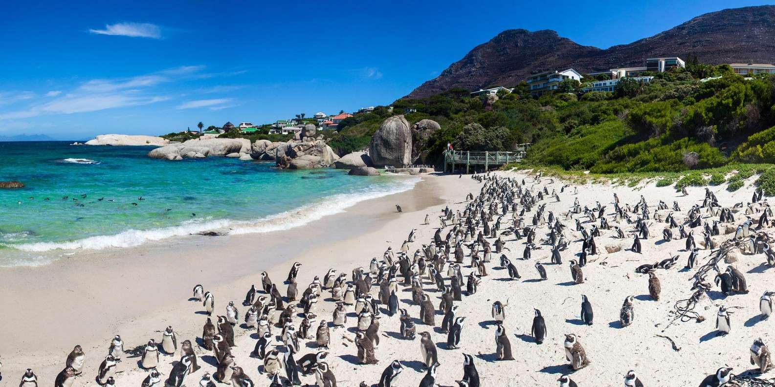 Half-Day: Penguins Boulders Beach (Small Group) - Booking and Cancellation Policy