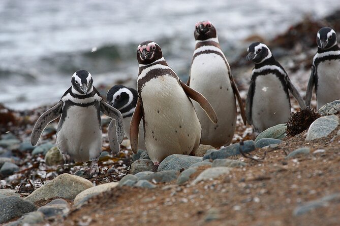 Half Day Sailing Magdlena Island Penguin Colony P.Arenas October to March Only - Witnessing the Penguin Colony