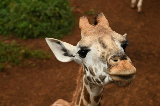 Half Day Tour to Elephant Orphanage & Giraffe Centre Nairobi - Additional Tour Information