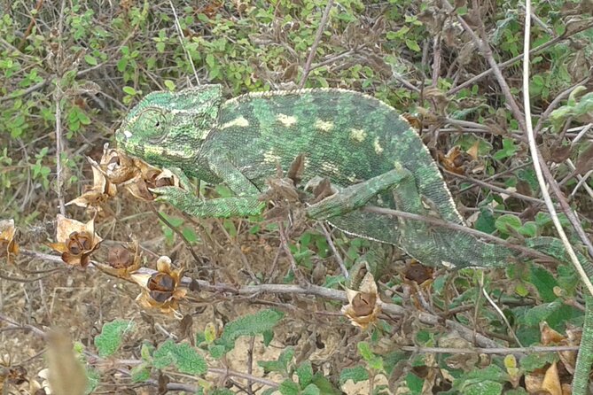 Half Day Walking Tour in Ria Formosa Nature Park - Recommended Attire and Essentials
