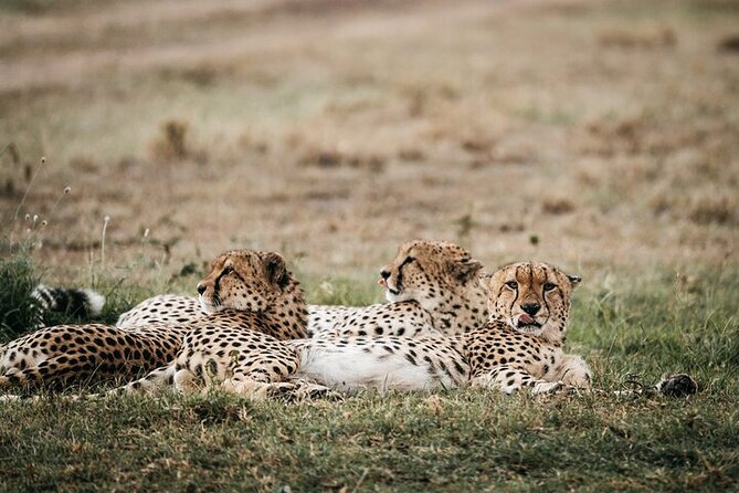 Half Day Wildlife Tour to Nairobi National Park Game Drive With Pickup/Drop off - Comfortable Transportation