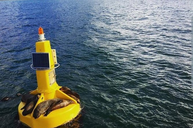 Half Hour Seal and Harbour Cruise From Cape Town - Exploring the V&A Waterfront