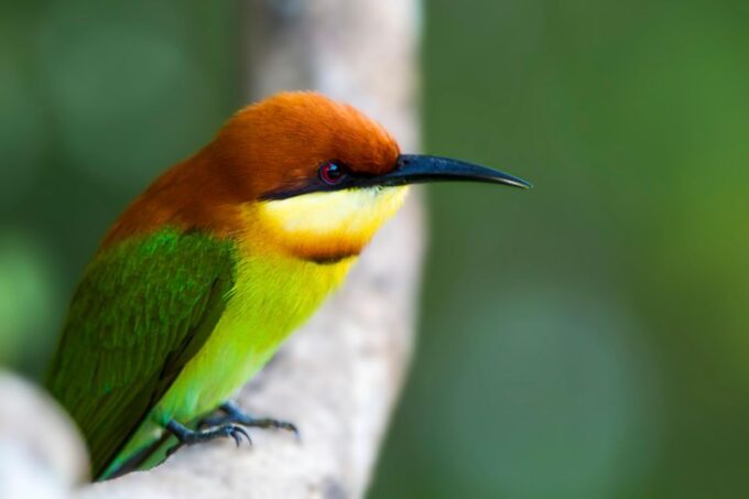 Hambantota Port: Yala National Park Safari Shore Excursion - Value for Money