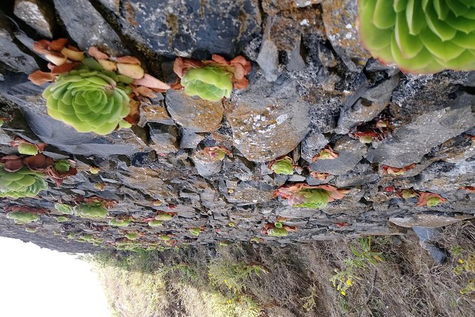 Hike Larano, Boca Do Risco Porto Da Cruz Levada in a Small Group - Safety and Accessibility