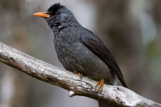 Hiking in the Black River Gorges National Parc - Native Forest - Health and Safety Considerations