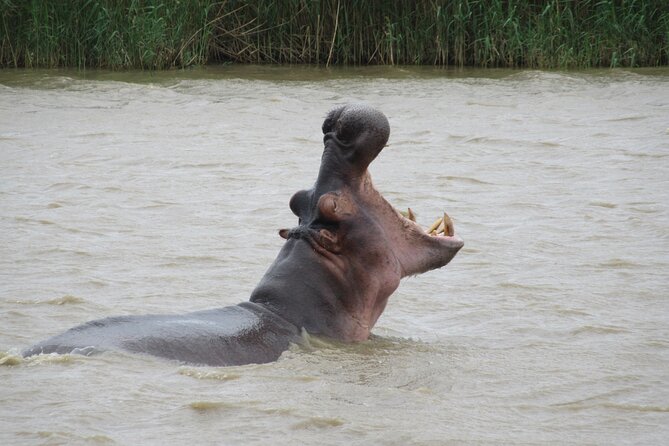 Hippo and Croc Boat Cruise in Saint Lucia With Pick-Up - Tips for an Enjoyable Experience