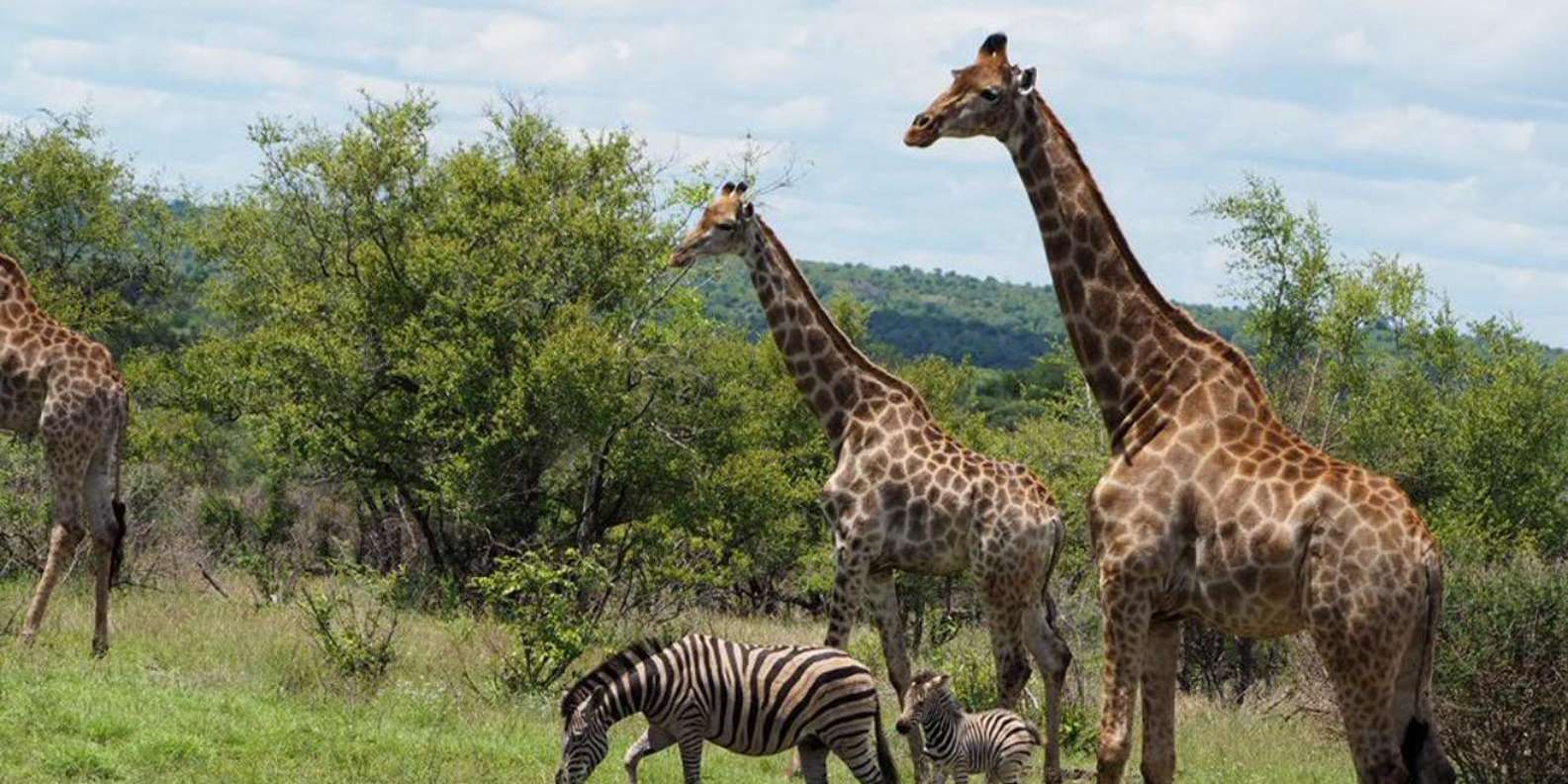 Hoedspruit: Evening Safari In Greater Kruger Private Reserve - Knowledgeable Guide Insights