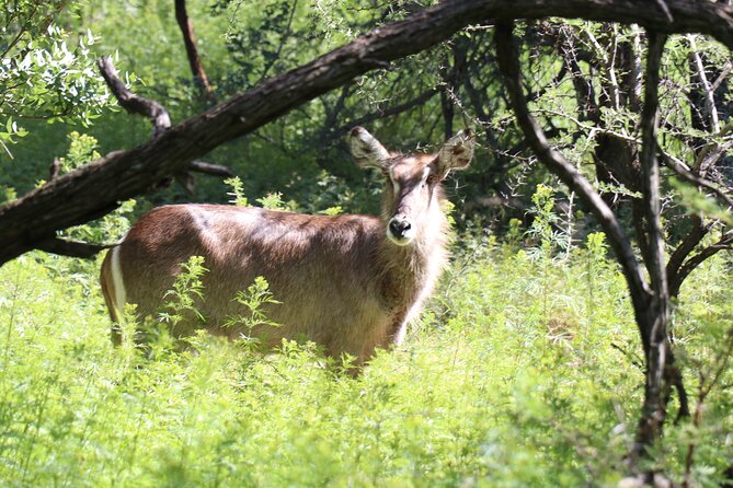 Horseback Safari Adventure in Hartbeespoort From Johannesburg - Tips for Your Safari Experience