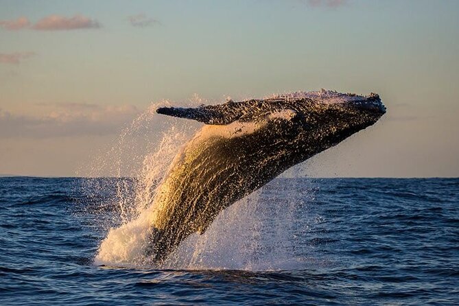 Humpback Whales Excursion in Samana - Preparing for the Excursion