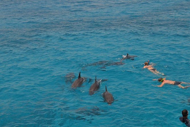 Hurghada Boat Trip to See Dolphins With Snorkeling and Lunch - Customer Reviews and Feedback