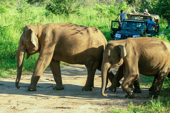 Hurulu Eco Park Private Safari - Tips for a Great Safari