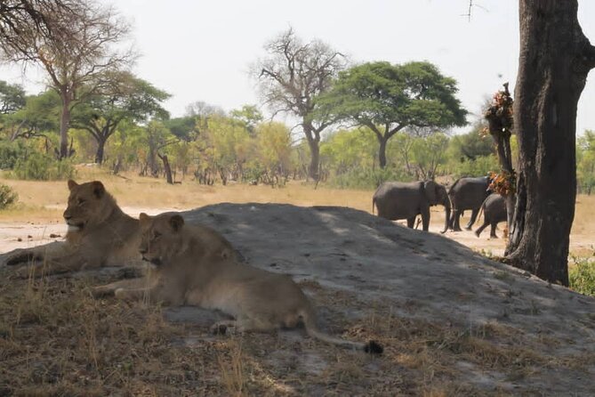 Hwange National Park Full Day Trip - Planning Your Visit