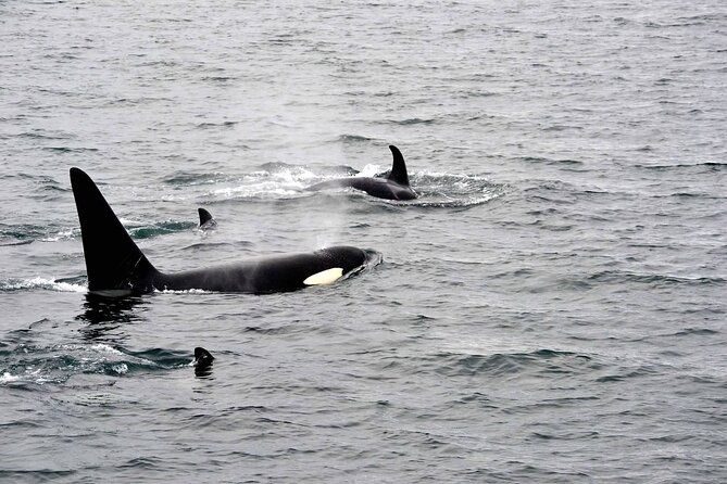 Icy Strait Whale & Wildlife Endeavor - Ideal Audience for the Tour