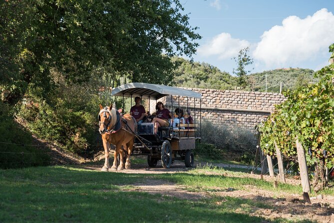 In a Carriage Among the Vineyards, Visit of the Cellar, Tasting of Organic Wines. - Accessibility and Booking
