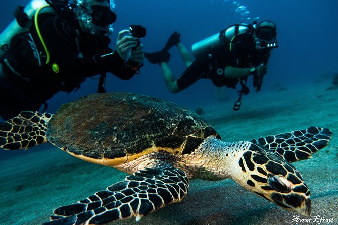 Introduction Diving at Coral Reef With Instructor - 40 Minutes - Instructors and Support