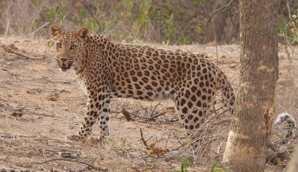 Jaipur: Private Guided Safari at Amagarh Leopard Reserve - Leopard Reserve Facts