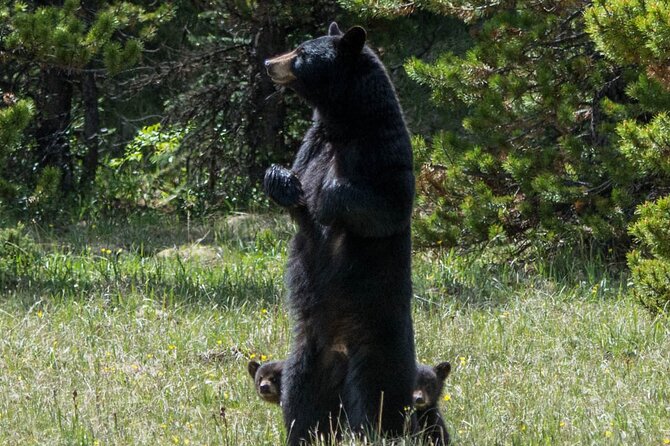 Jasper Evening Wildlife Tour - Participant Guidelines