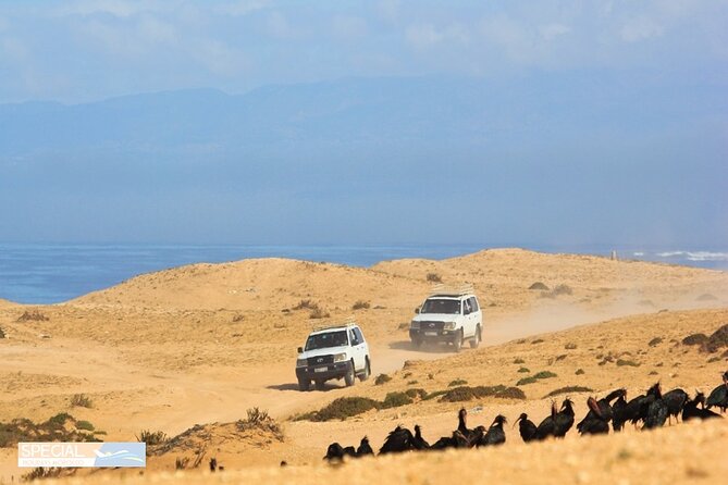 Jeep 4x4 Safari Atlantic Ocean & Desert Dunes With Berber Lunch - Cultural Experience