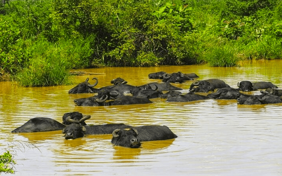 Jeep Safari to Udawalawa National Park From Colombo - Frequently Asked Questions