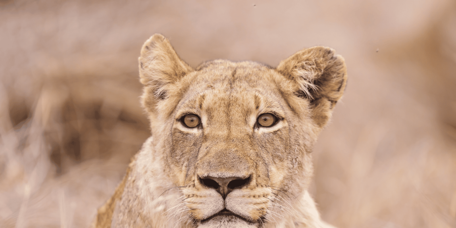 Johannesburg: 3-Day Kruger National Park and Panorama Route… - Travel Preparations