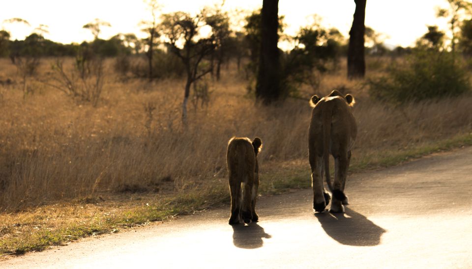 Johannesburg: 6-Day Luxury Kruger National Park Safari - Preparing for the Safari