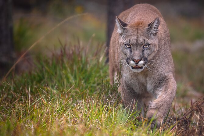 Jukani Wildlife Sanctuary Admission With Guided Tour - Location and Directions